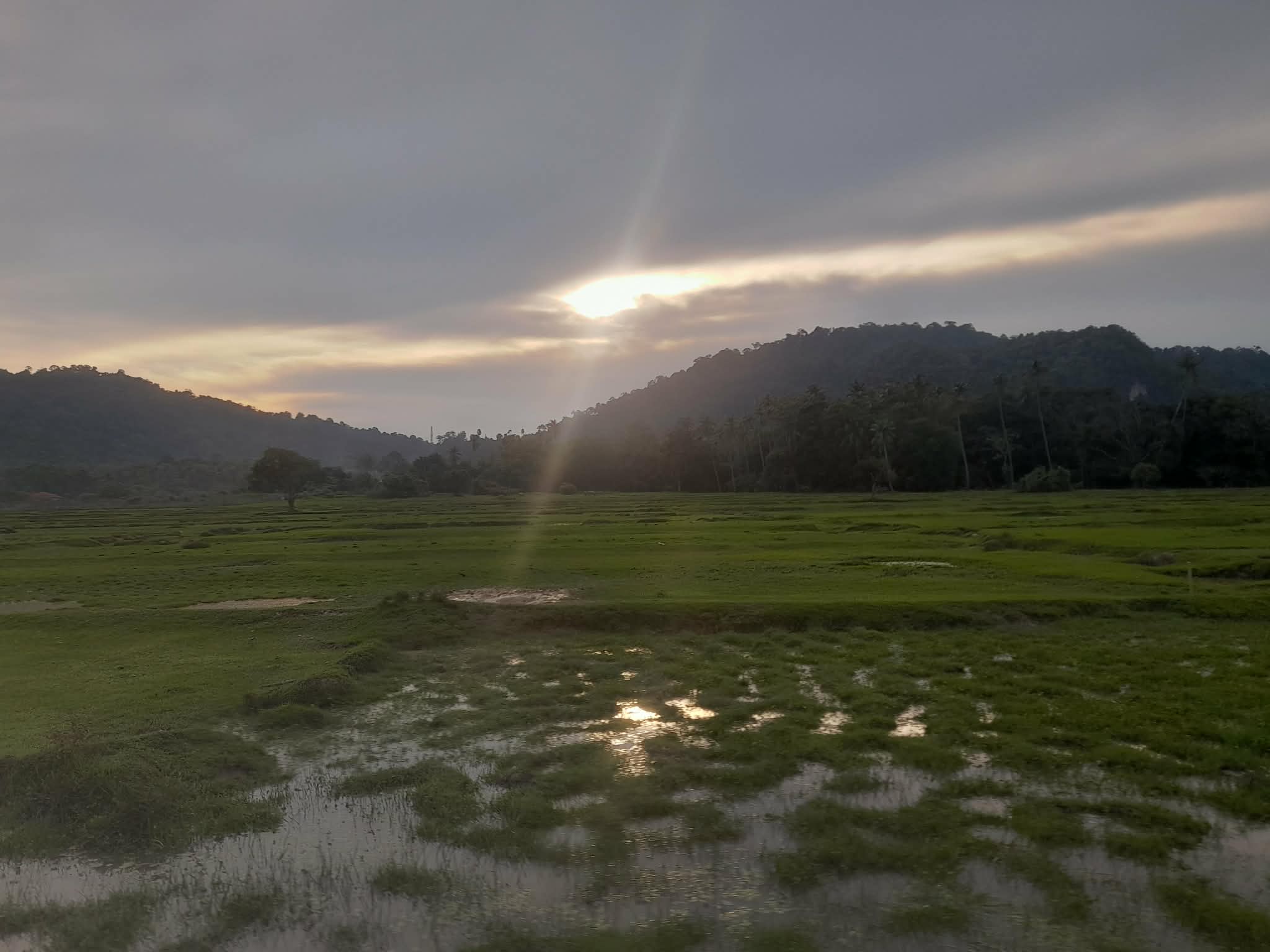 Rice fields on Pulau Tuba